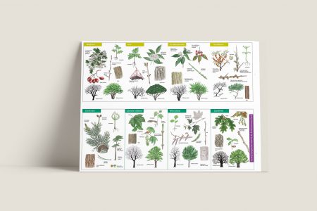 Herkenningskaart Bomen en planten