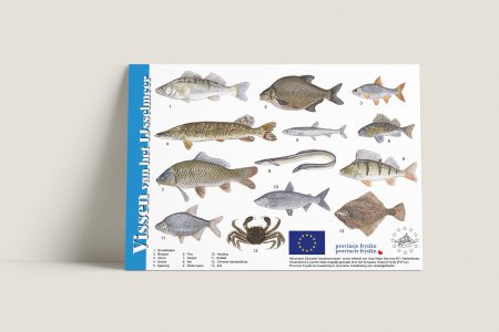 Herkenningskaart vissen IJsselmeer