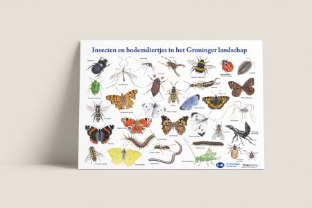 Poster insecten en bodemdiertjes Groninger Landschap